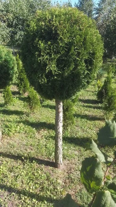 Tuja szmaragd 180 - 300 cm.