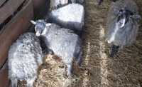 jagnięta owce wrzosówki