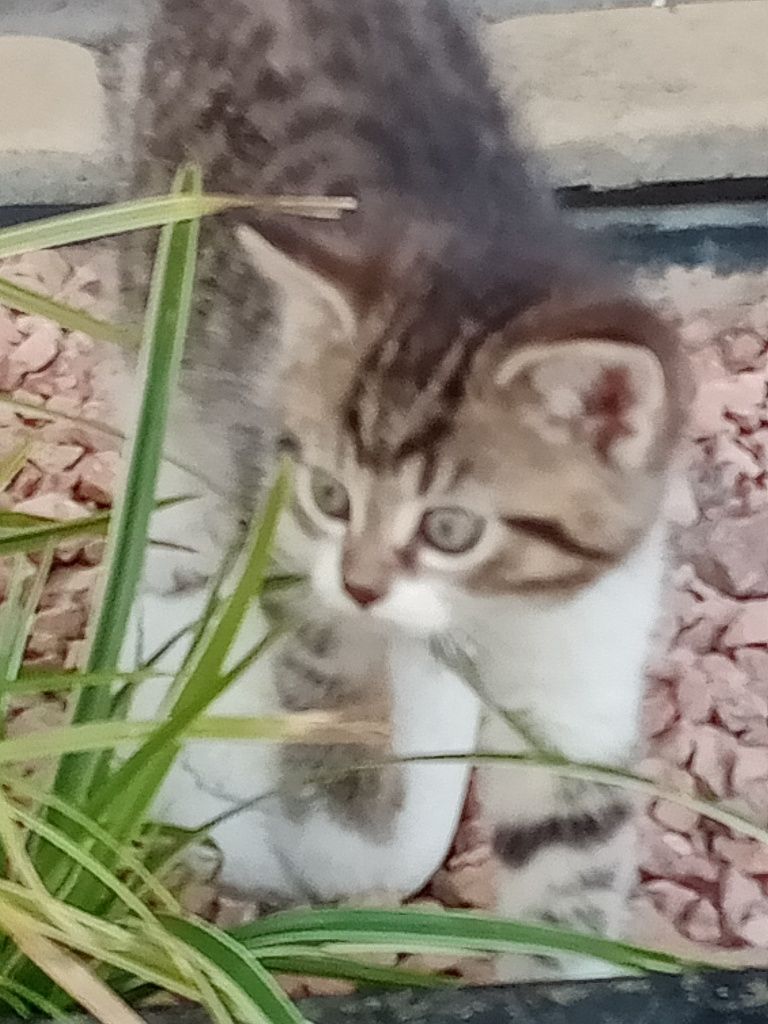 Oddam koty w dobre ręce