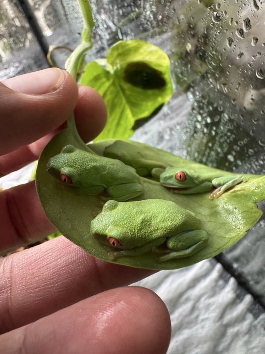 Chwytnica czerwonooka Agalychnis callidryas
