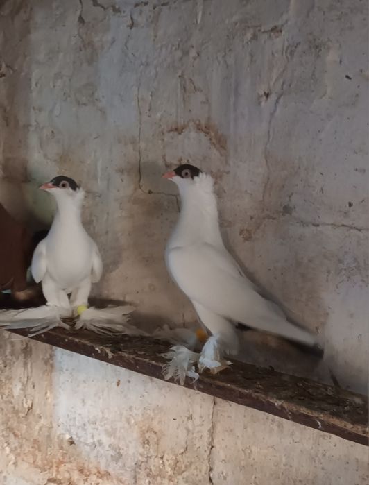 Krymka Polska mlode i stare lub wymienię na parę wiedenskich