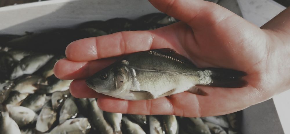 Narybek , karp , tegoroczny .