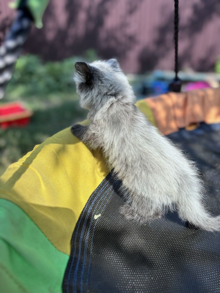 Дівчинка гарна і спокійна