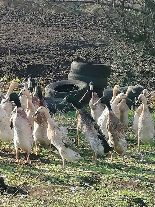 Инкубационное яйцо Индийский бегунок(дикое серебро)