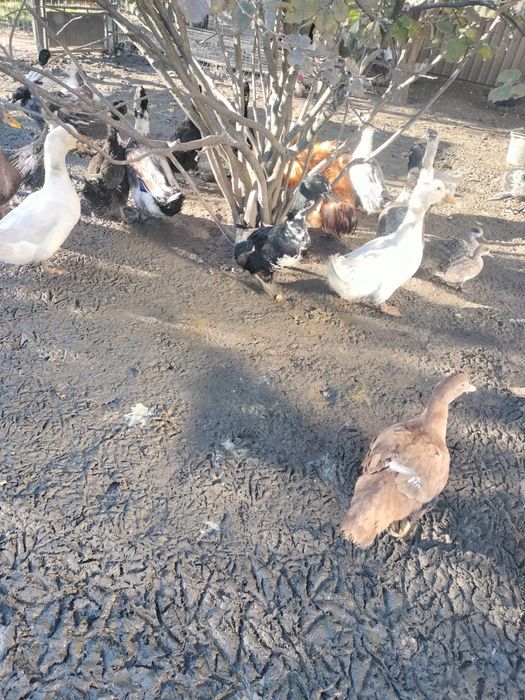 Kaczki kaczory piżmowe francuskie młode