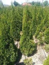 Tuja tuje szmaragd w doniczkach 120-140cm Dostawa