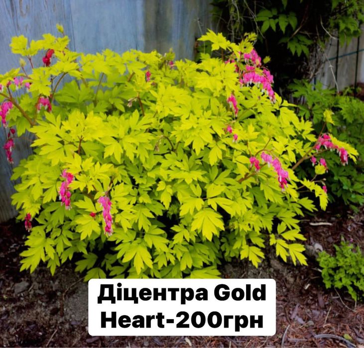 Багаторічні садові рослини