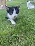 Do adopcji za darmo