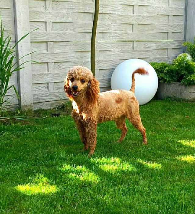 Cockapoo F1  dziewczyna