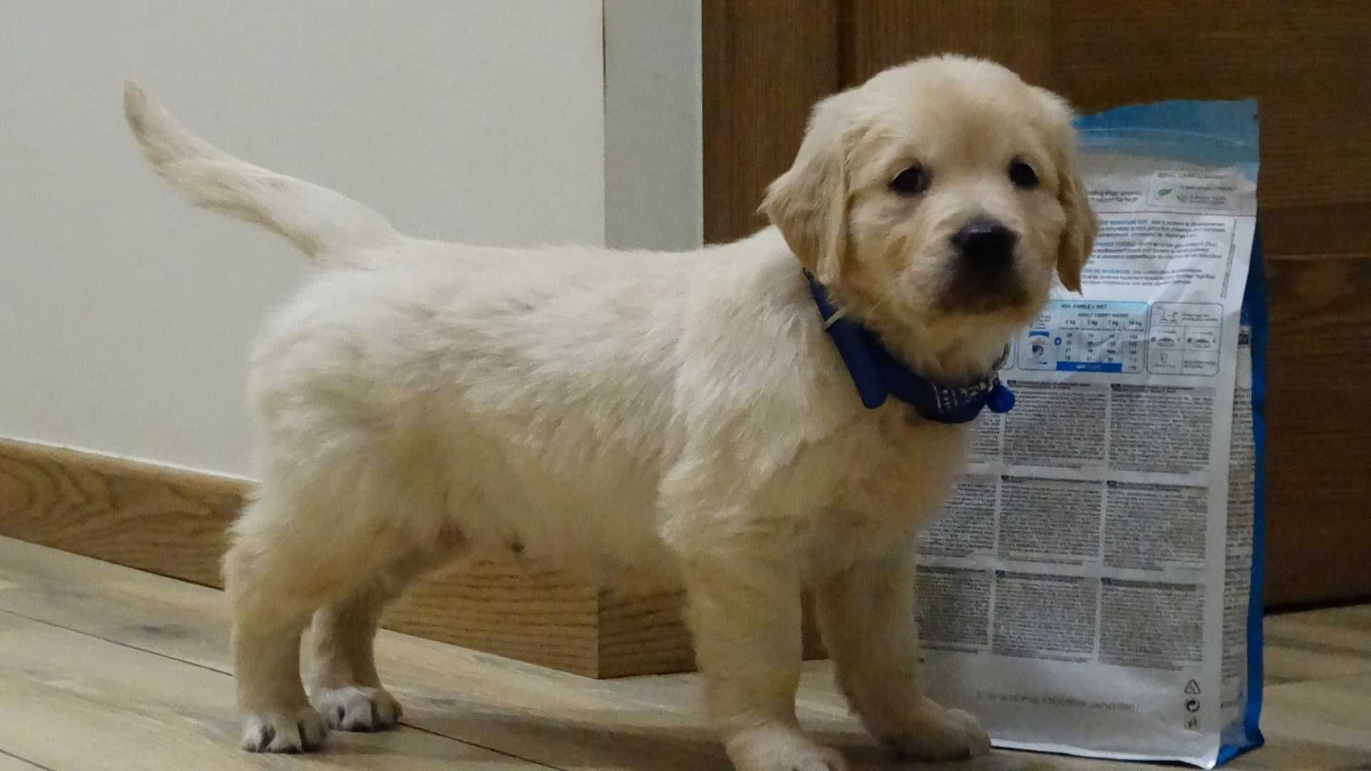 Golden retriever piesek 7 tygodni