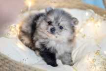 Zjawiskowa suczka Blue -merle szpic miniaturowy pomeranian**badania