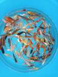 Carpas koi de 7a9cm