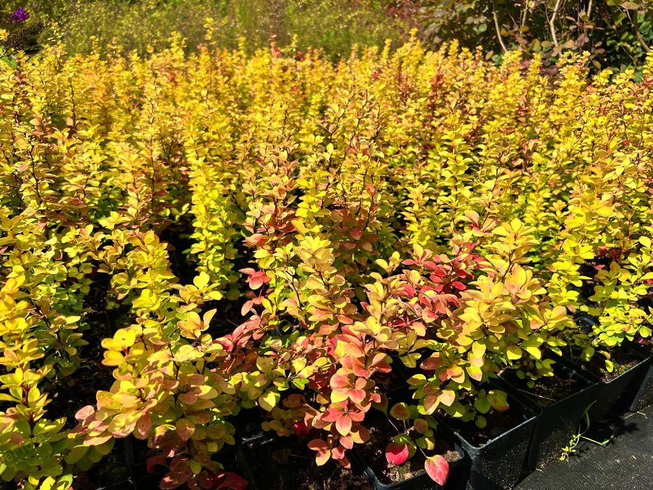 Berberys Thunberga 'Red Gold' (Berberis thunbergii) Poj. 1.0L