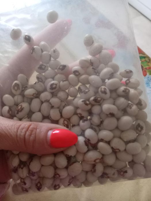 Nasiona Fasola eucharystyczna