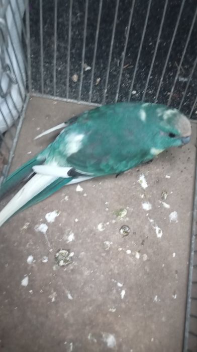 Kakarikis casal reprodutor