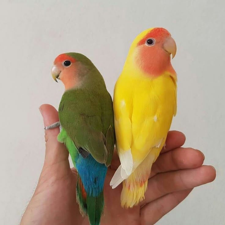 Vendo agapornis roseicollis