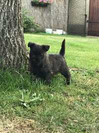 Cairn terrier ZKwP