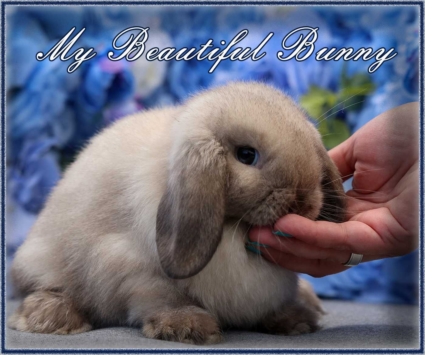 Młody Króliczek 100% Mini Lop - Seal Point
