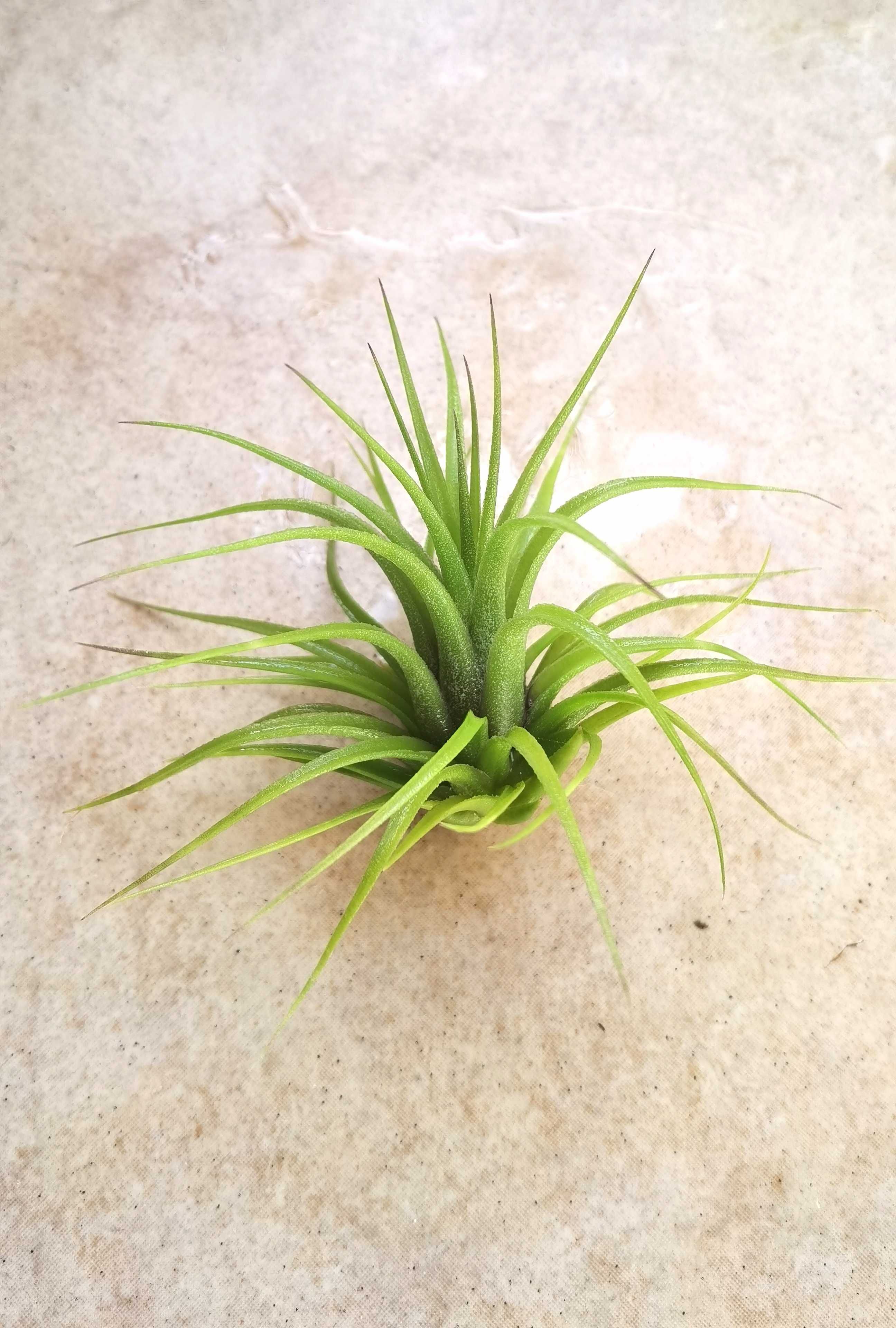 Tillandsia scaposa 8 cm