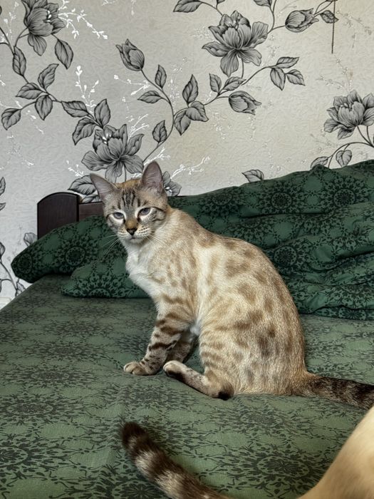 Снежный Бенгальский котенок