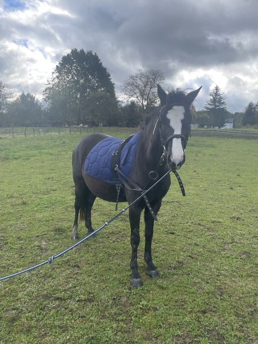 Kuc walijski klacz polski kuc wierzchowy