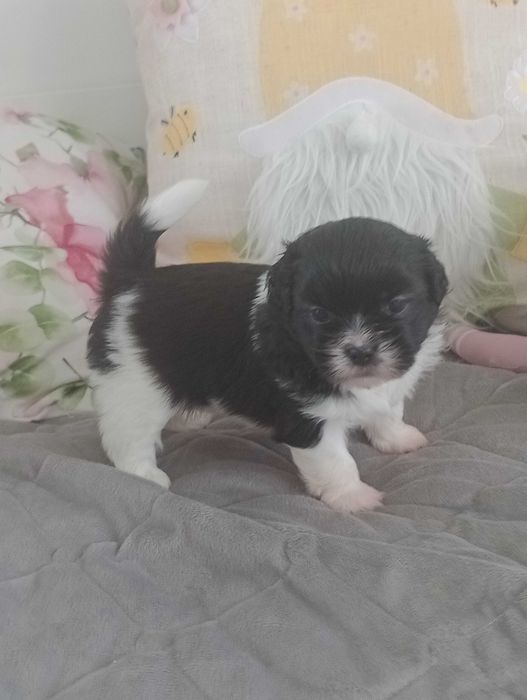 Suczka rasy Shih Tzu
