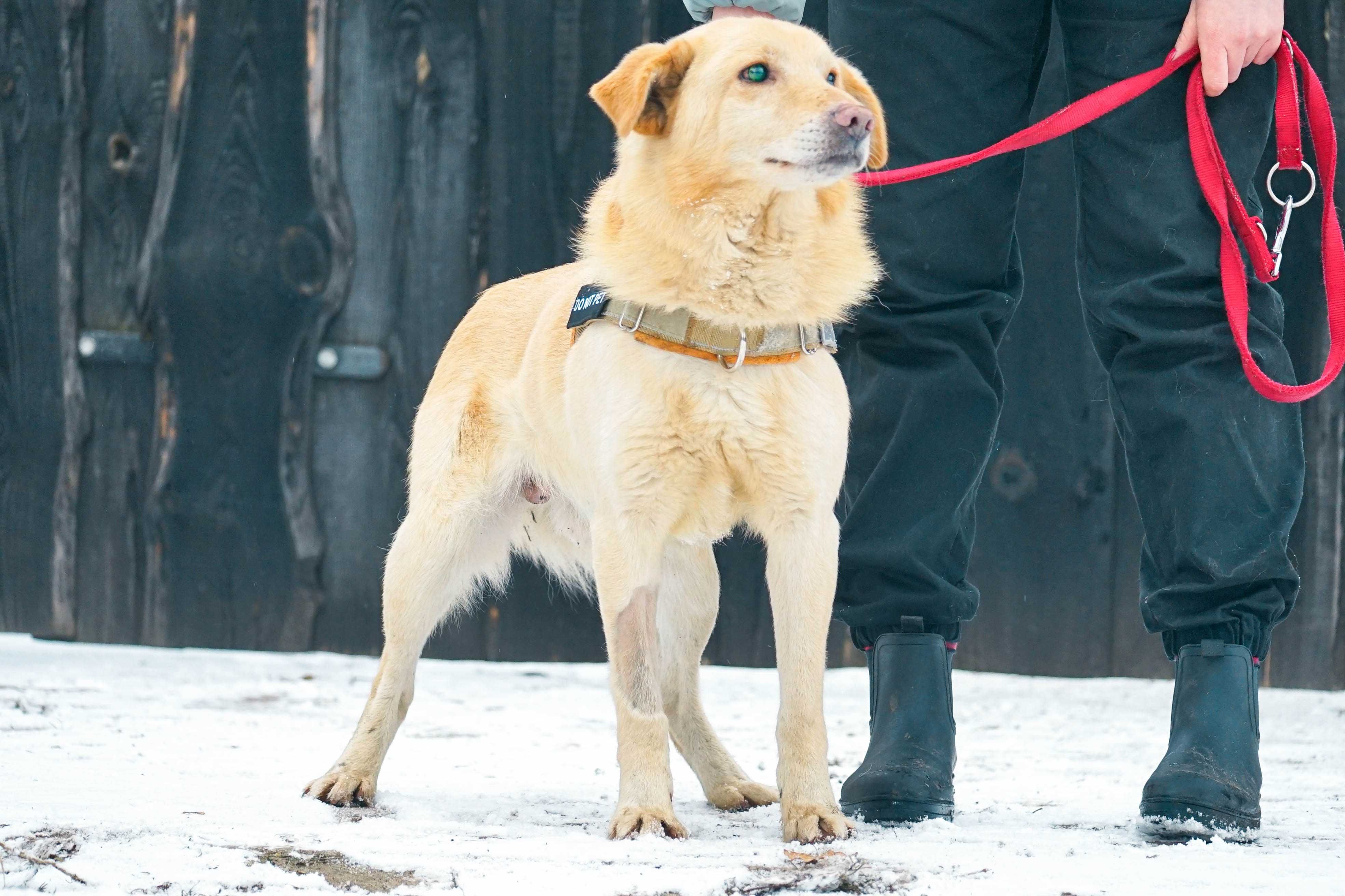 Robaczek - niewidomy psiak szuka domu, labrador