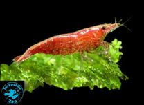 KREWETKA RED CHERRY (neocaridina), Sklep Akwarystyczny Turkusowe Zoo