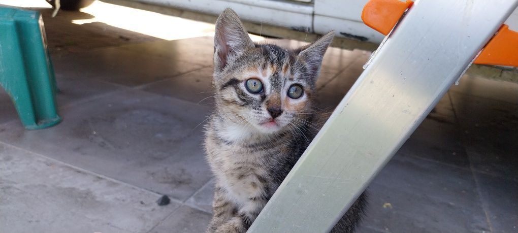 Gatinhos para adoção