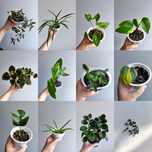 Syngonium, koleus, filodendron, epipremnum i inne rośliny