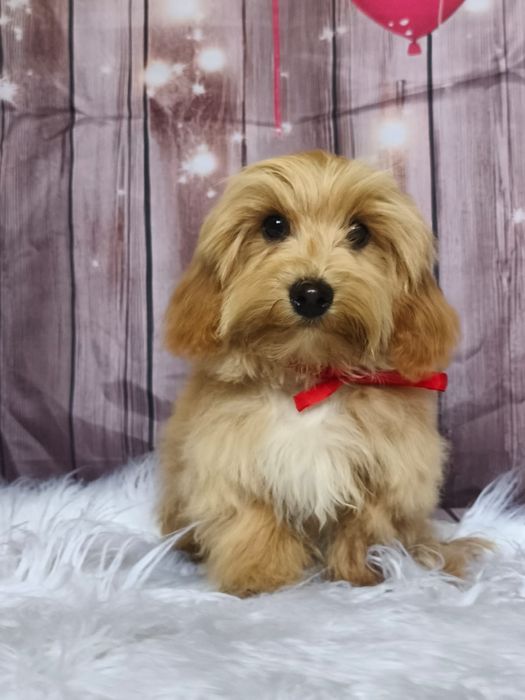 Maleńki chłopiec Maltipoo cudo  XXS Badania Genetyczne paszport rodowó