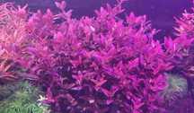 roślina do akwarium  Bacopa salzmanii ‘Purple’