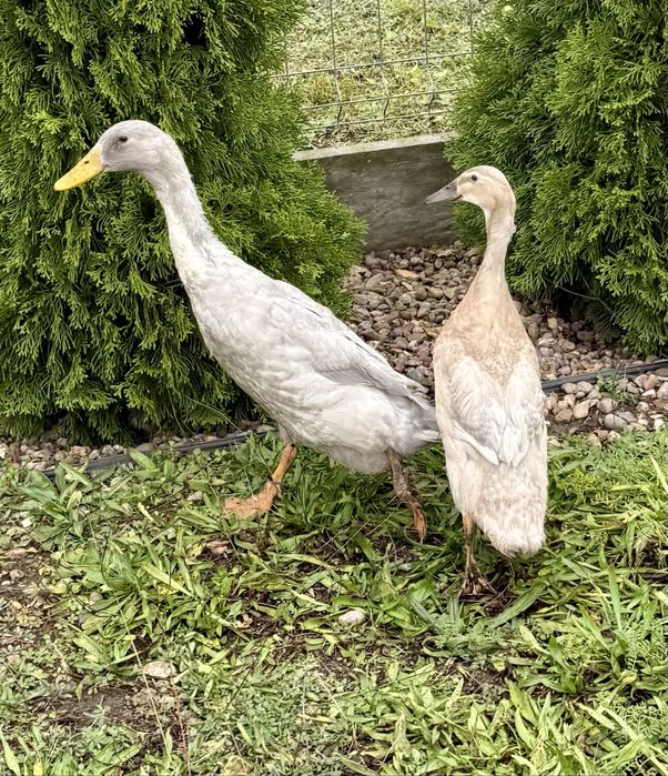 Młode kaczki biegusa indyjskiego