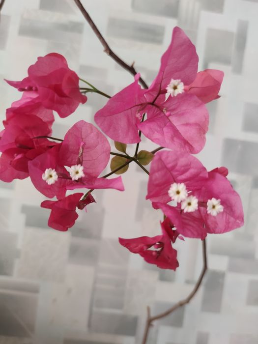 Пассифлора , бугенвиллии разные