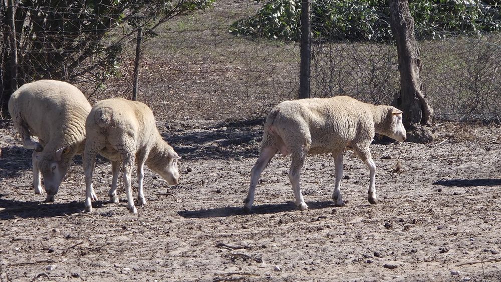 Ovelhas raça Île-de-France