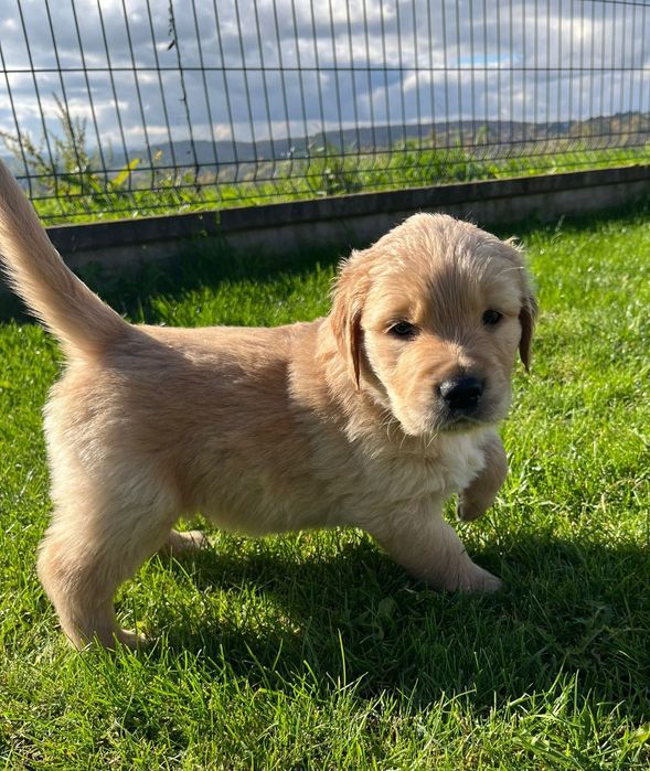 Golden Retriever / szczeniaki / złoty piesek