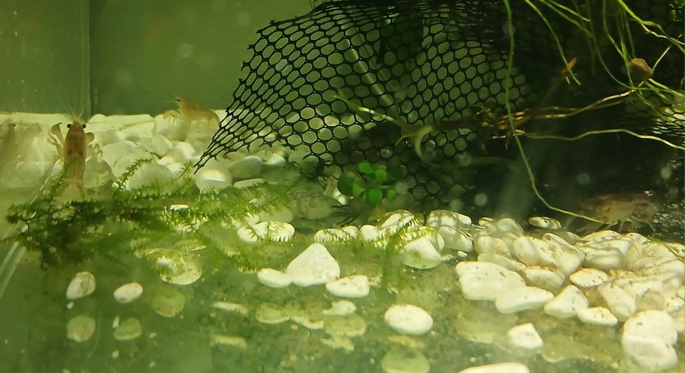 Raczki Cambarellus Texanus