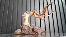 Aranżacja akwarium typu bonsai GRATIS BUCEPHALANDRY