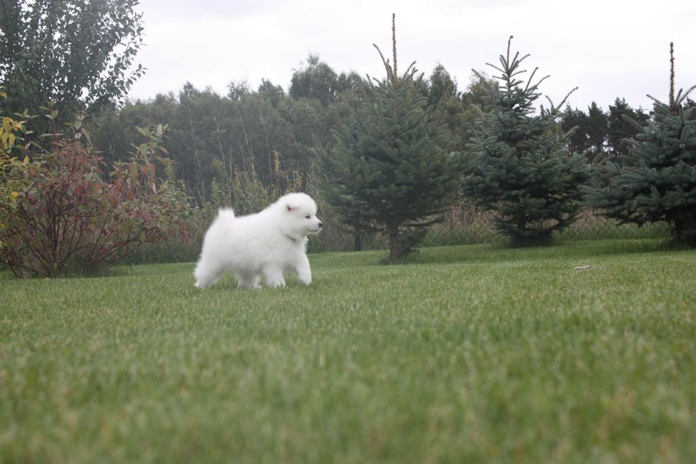 Samojed, Samoyed - piesek po utytułowanych rodzicach ZKwP
