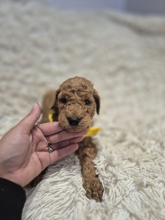Goldendoodle f1b standard red-brown red