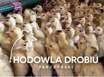 DRÓB WODNY - Kaczki, Gęsi oraz Perliczki i Brojlery! SZCZEPIONE!