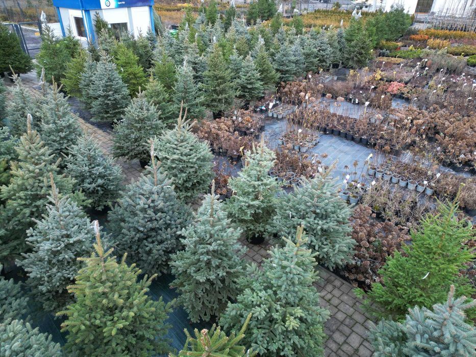 Choinki świąteczne Świerk w donicach 20-35L Świętokrzyskie-Sobków