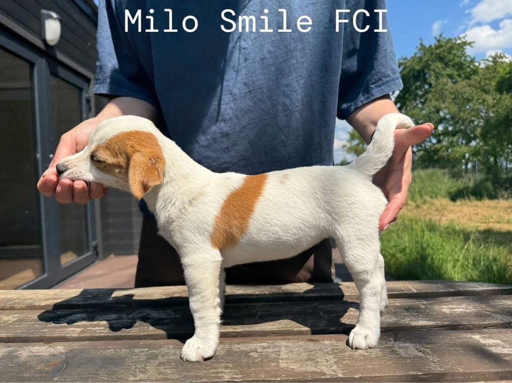 Jack russell terrier suczka gładkowłosa ZKwP FCI