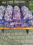Часник сорт любаша перша репродукція