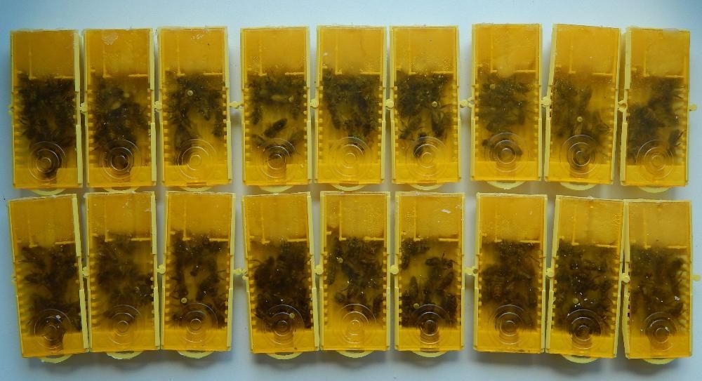 Пчеломатки Карніка (матки бджолині, бджоломатки)