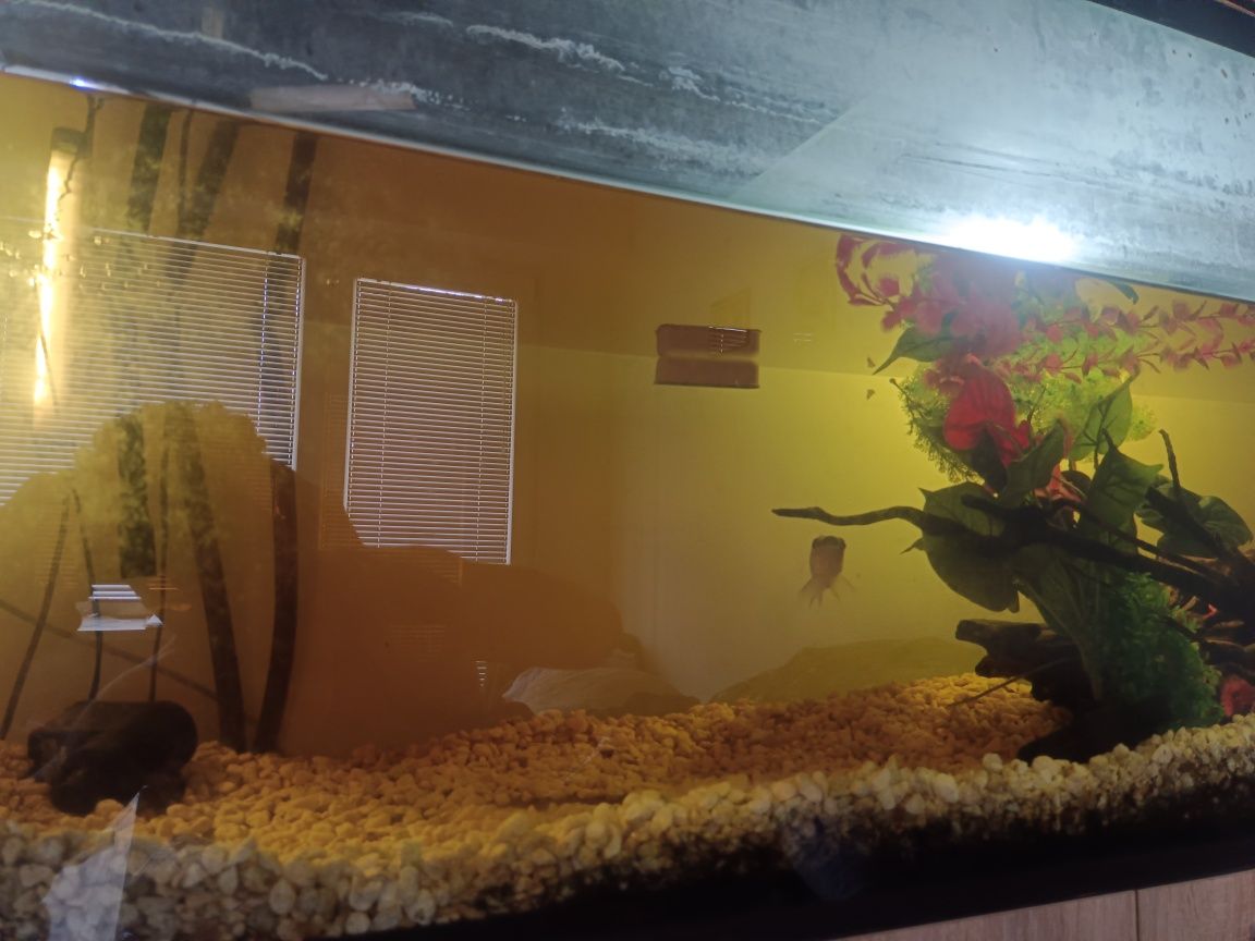 Akwarium 450l z życiem regał w komplecie stan bdb