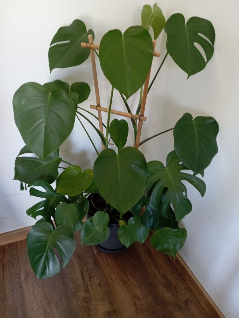 Monstera deliciosa, duża,