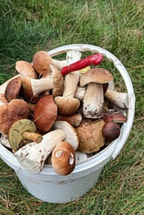 Sprzedam grzybki cene proponowac