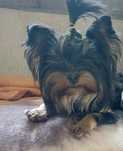 York Yorkshire Terrier