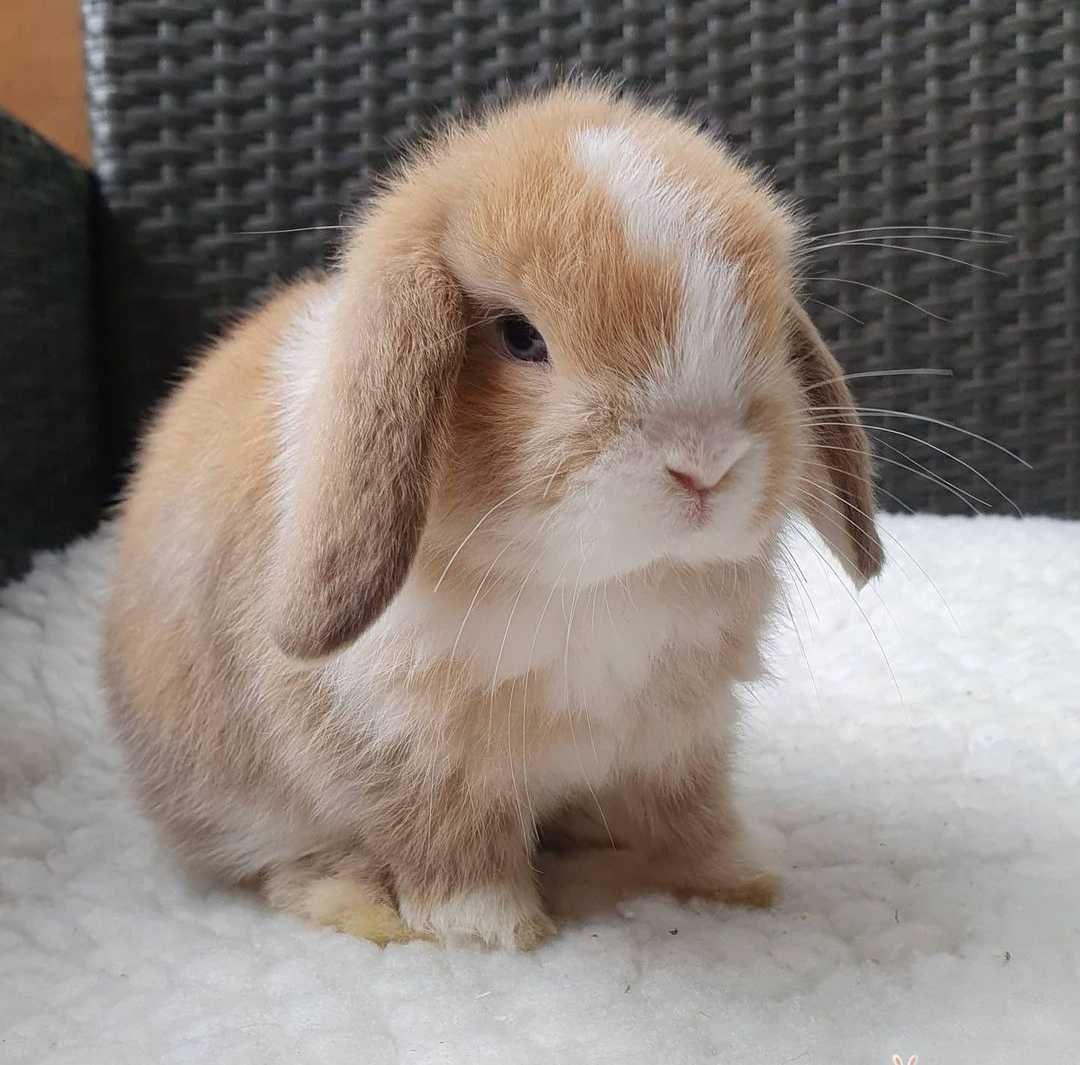 KIT Coelhos anões orelhudos, mini lop adoráveis e super inteligentes